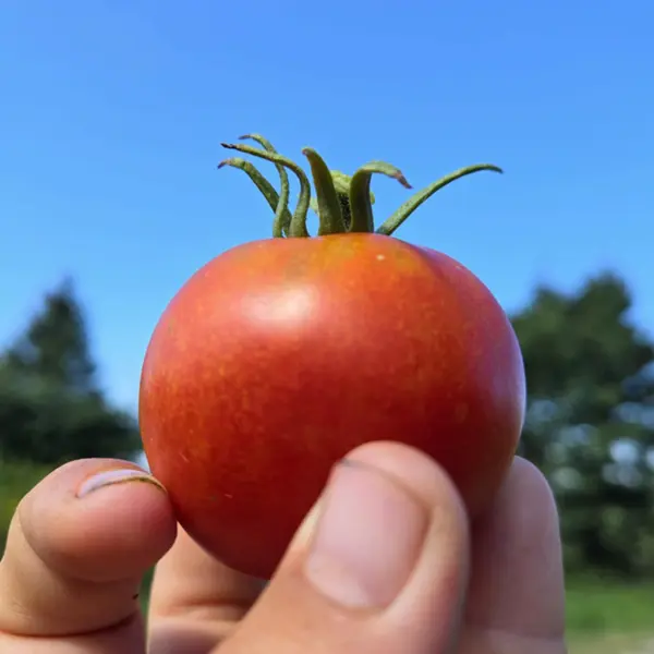 Si c'pas ça la vie, des bons légumes!
