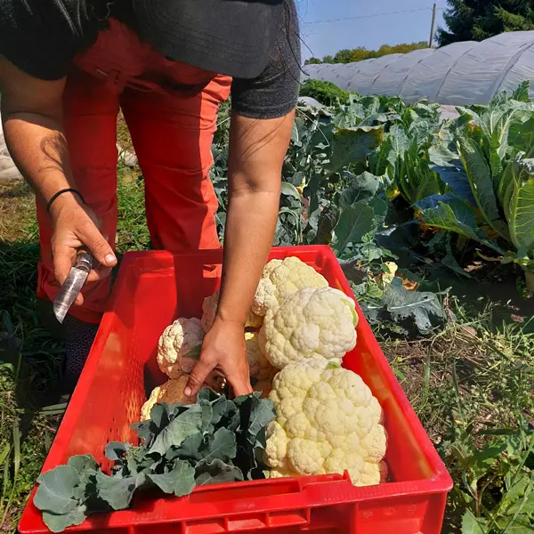 Si c'pas ça la vie, des bons légumes!
